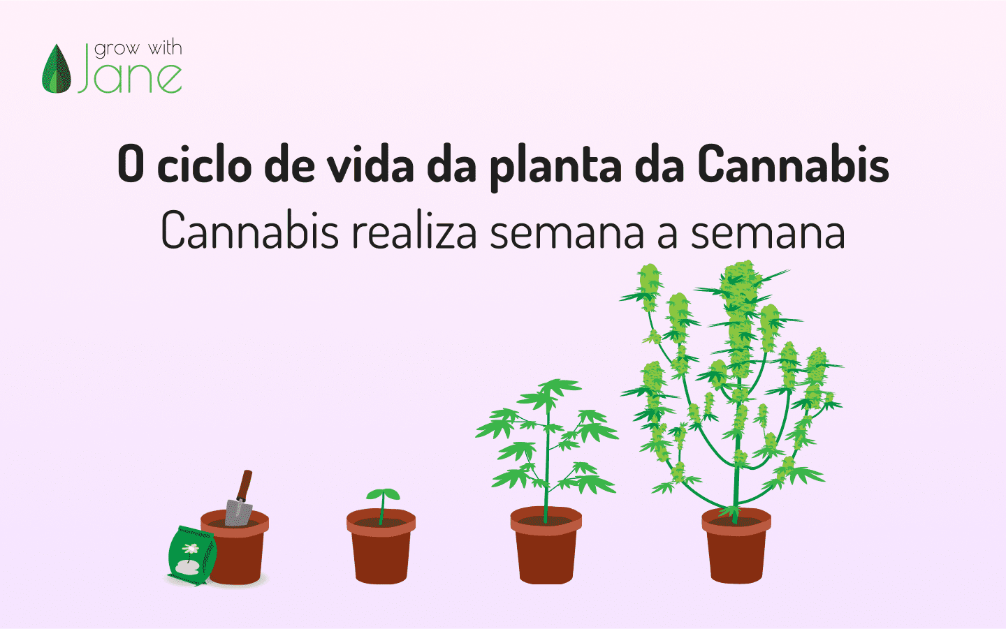 O ciclo de vida da planta da Cannabis – Cannabis realiza semana a semana