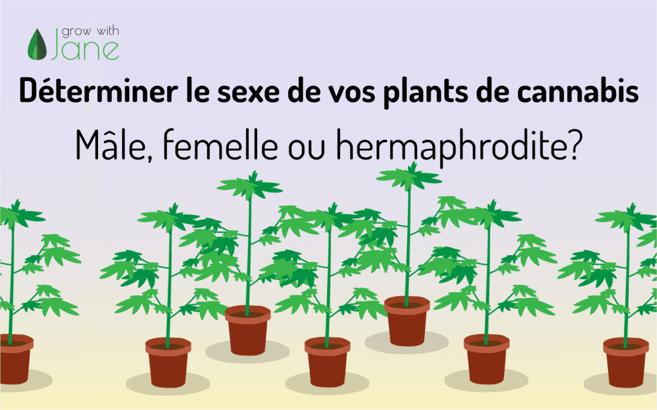 Identifier les plantes de cannabis mâles, femelles et hermaphrodites