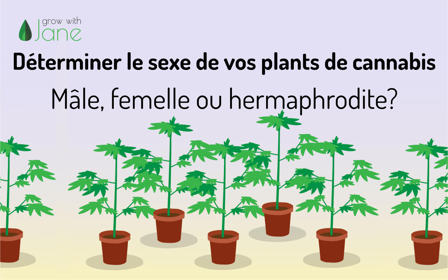 Déterminer le sexe de vos plants de cannabis