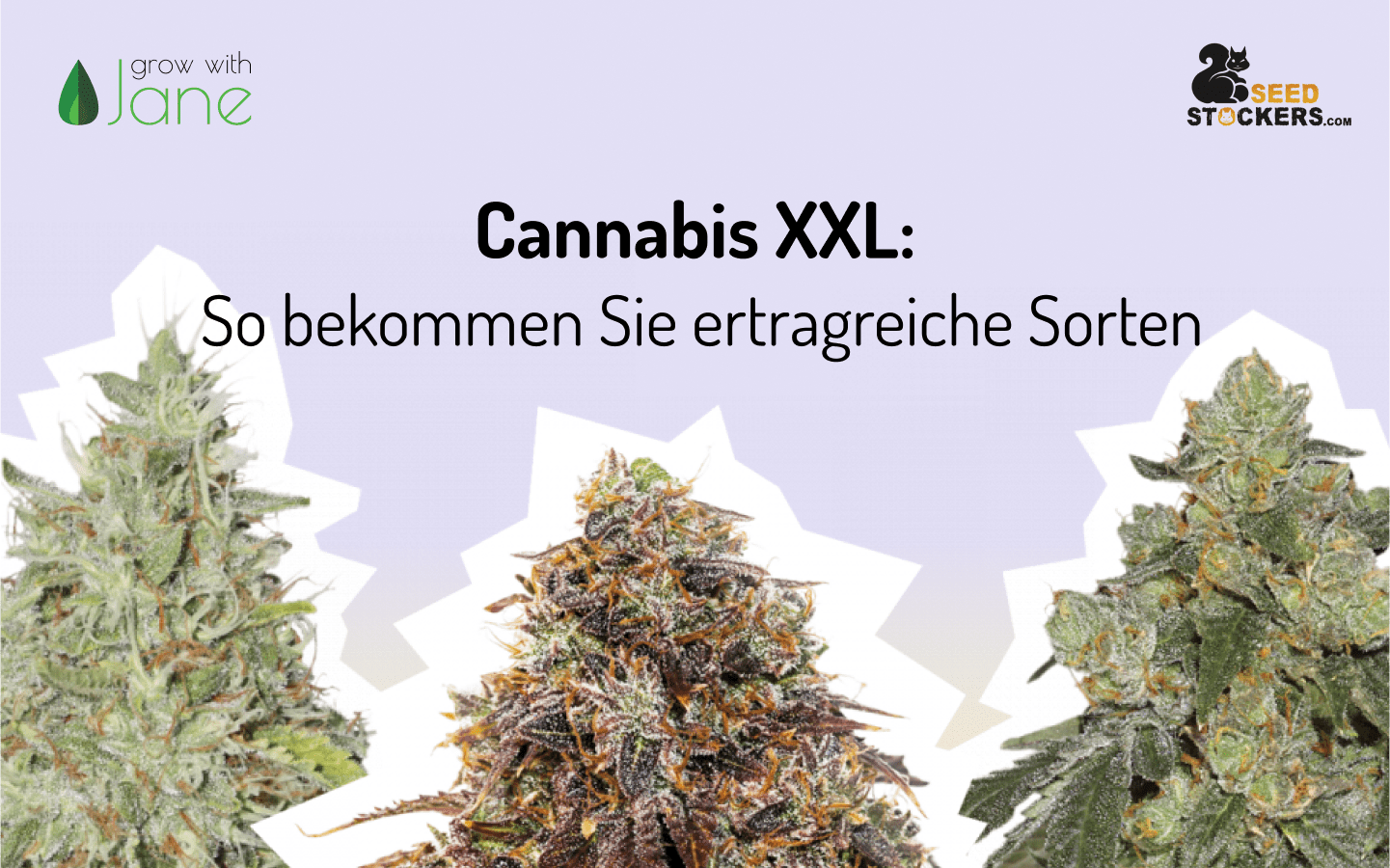 Cannabis XXL: So bekommen Sie ertragreiche Sorten