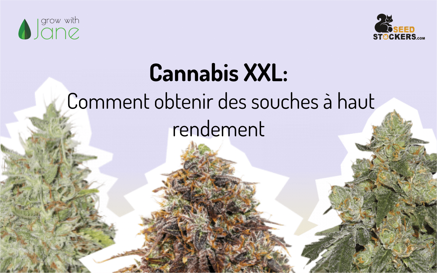 Cannabis XXL: Comment obtenir des souches à haut rendement