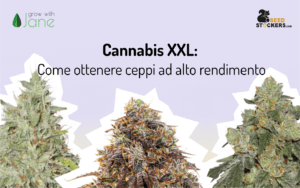 Cannabis XXL: Come ottenere ceppi ad alto rendimento