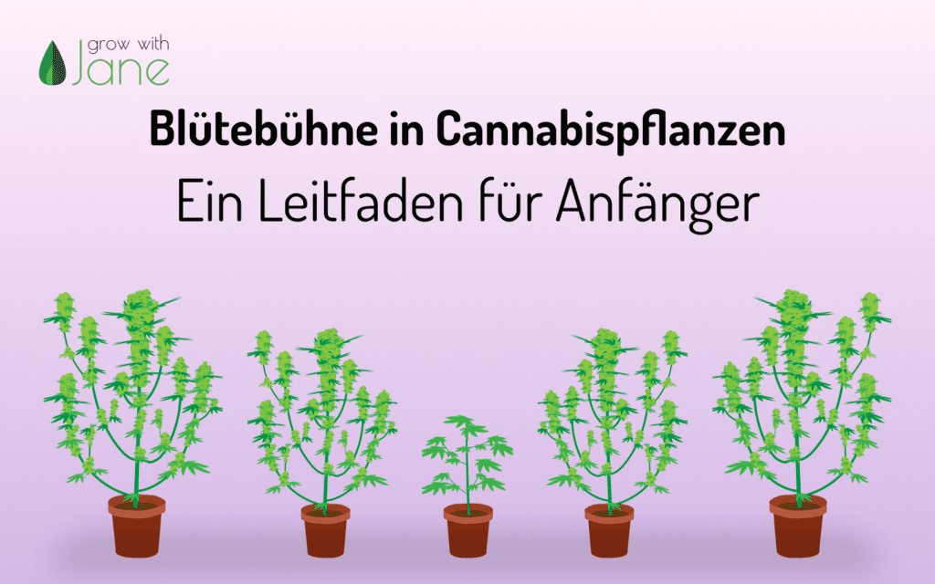 Blütephase Bei Cannabispflanzen