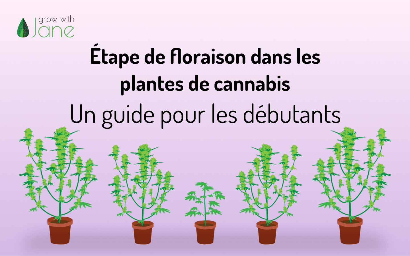 Étape de floraison dans les plantes de cannabis: un guide pour les débutants