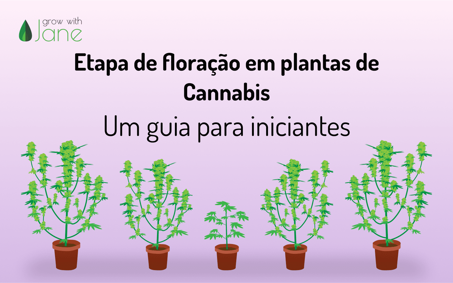 Etapa de floração em plantas de Cannabis: um guia para iniciantes