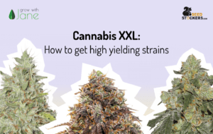Cannabis XXL: How to get high yielding strains
