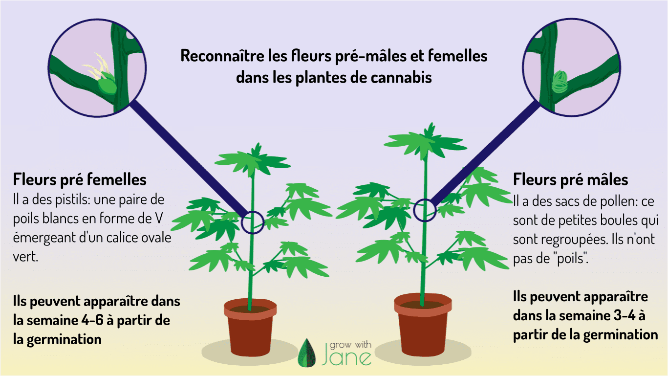 Stade végétatif dans Cannabis plants un guide pour les débutants — free download