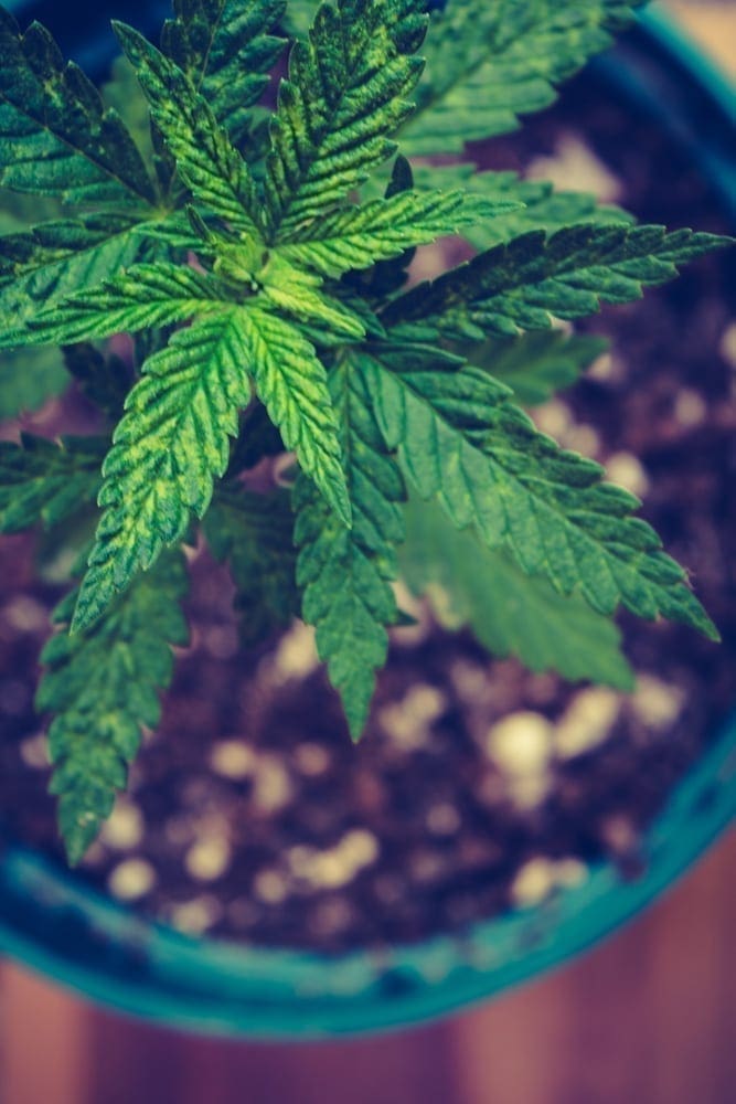 Planta de cannabis pronta para receber nutrientes - Grow with Jane - ph: Lopez Unsplash