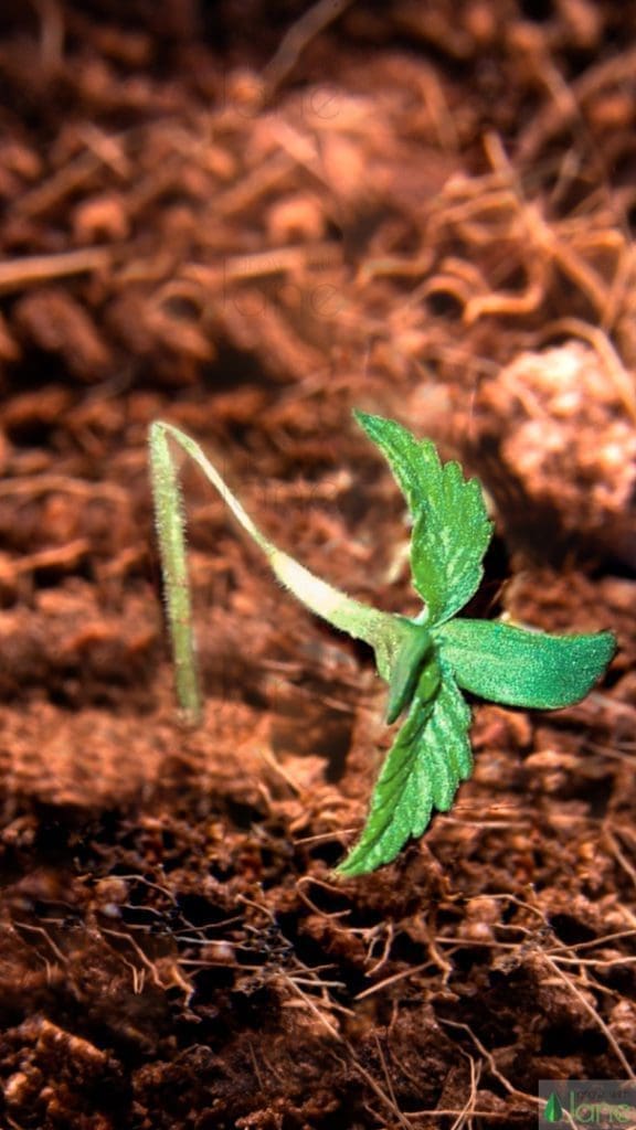 Pest management: Cannabis seedling damping-off due to fungi infection (pythium)