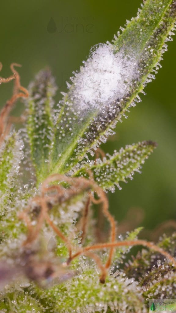 Pest in Cannabis plants: fungi in leaves