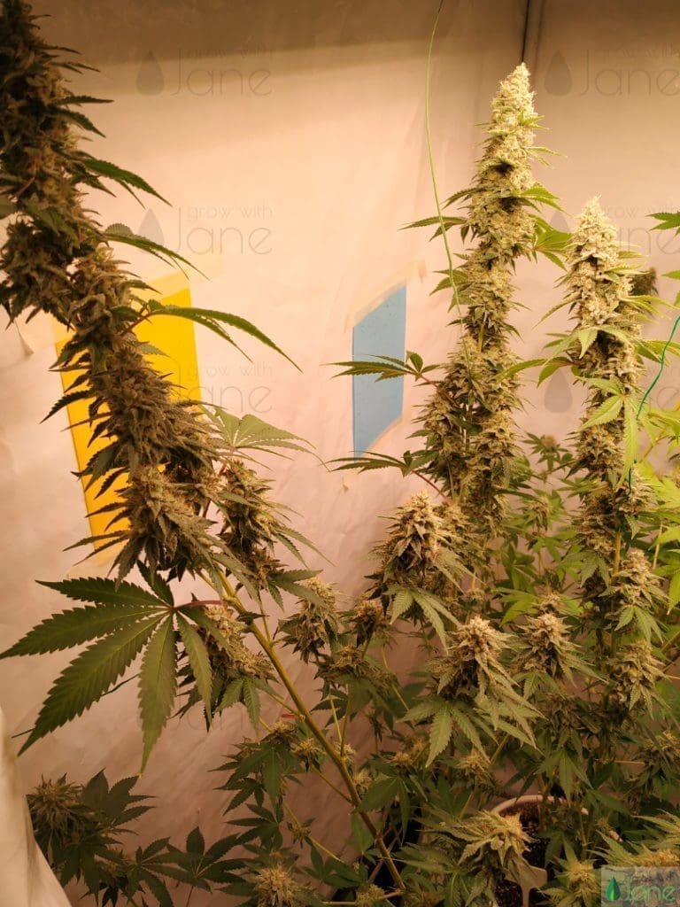 Best marijuana feminized strain Gold Leaf for beginners