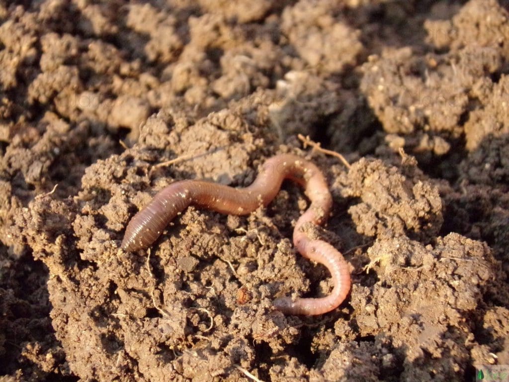 Earthworms are very valuable for healthy soil and healthy plants! 