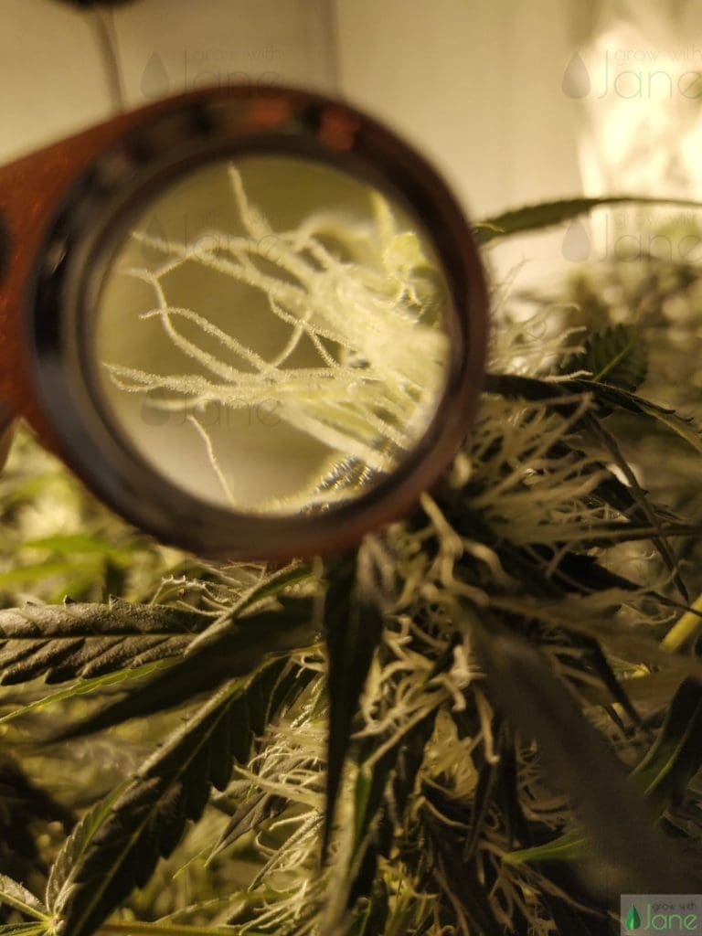 Use the same hand lens for checking trichomes and pests!