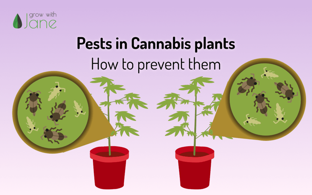 Pest cannabis grow with jane