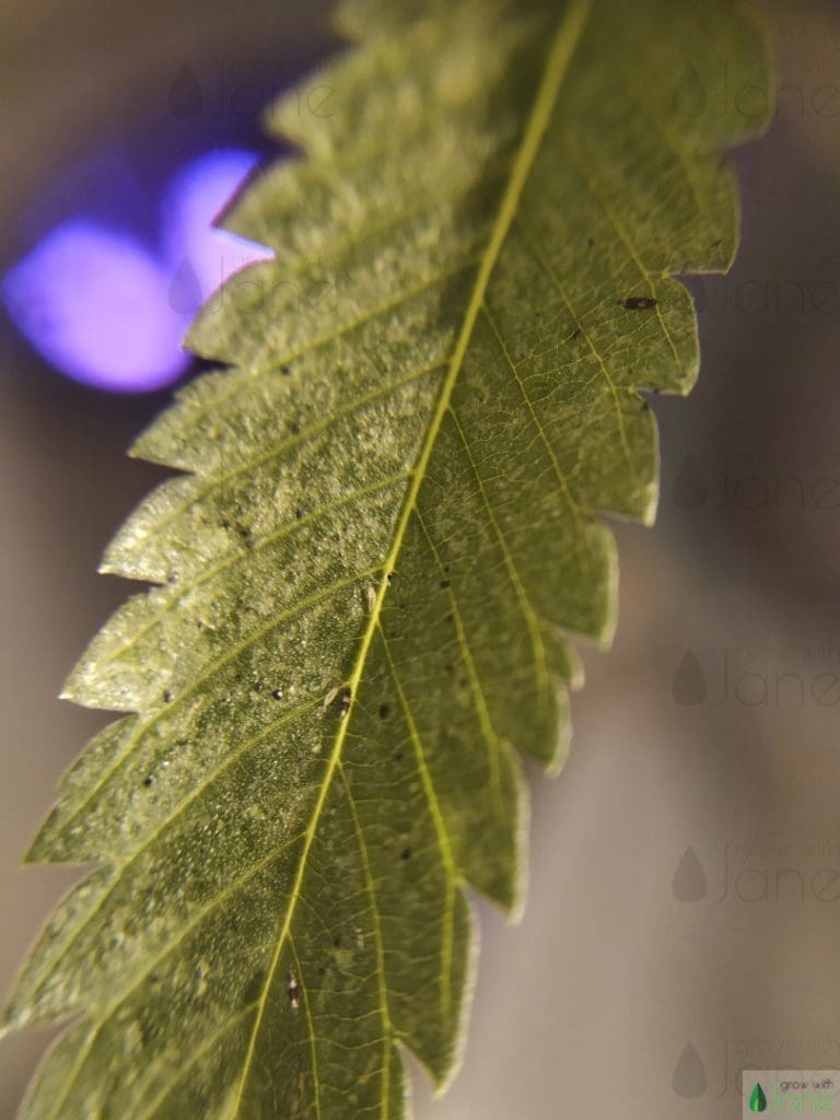 adult thrips larvae feces cannabis leaves pest
