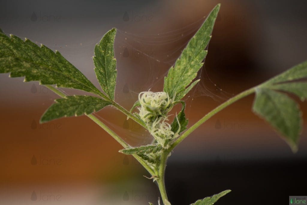 spider mites cannabis plant pest early flowering