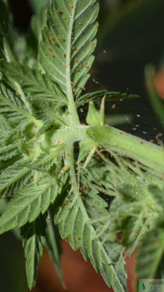 red spider mites on cannabis plant pest