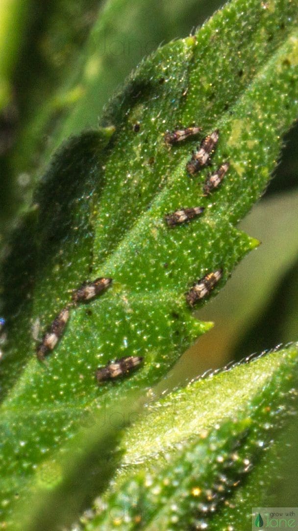 How to get rid of pest bugs on cannabis plants indoors Grow with Jane
