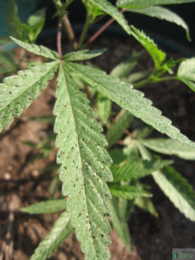 thrips infestation cannabis plant pests