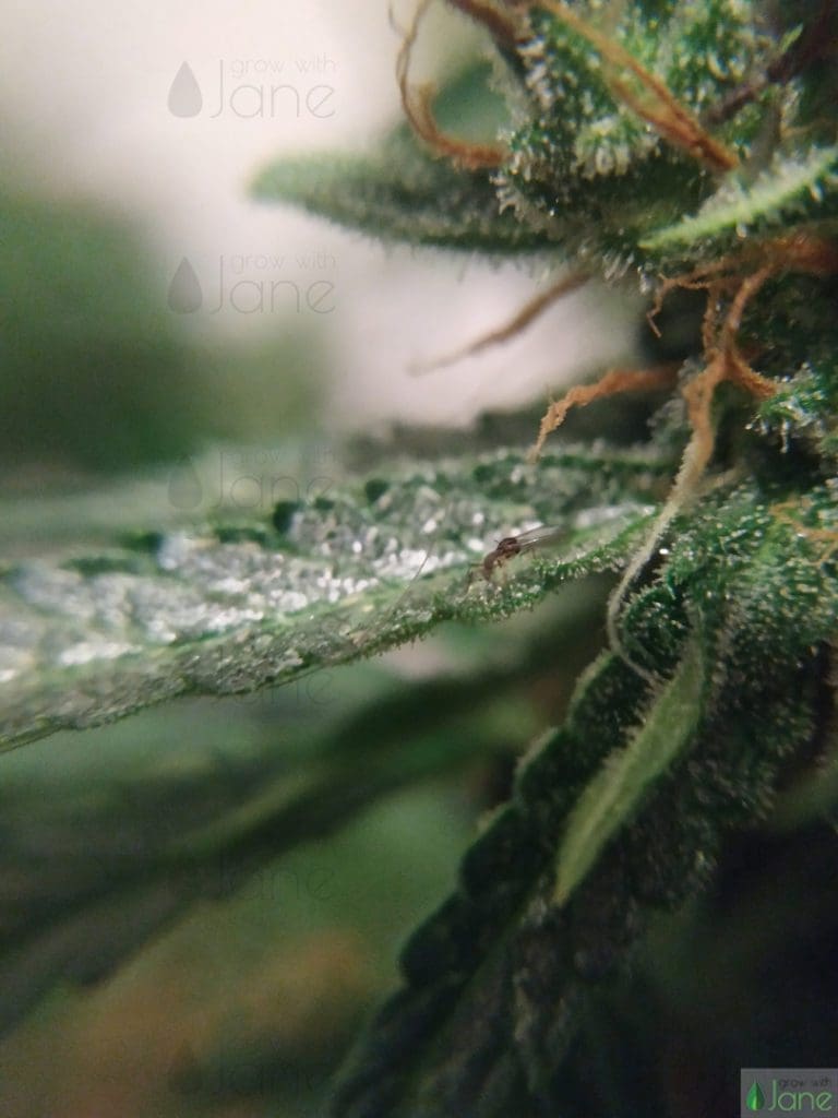 aphid on cannabis leaf pests grow with jane