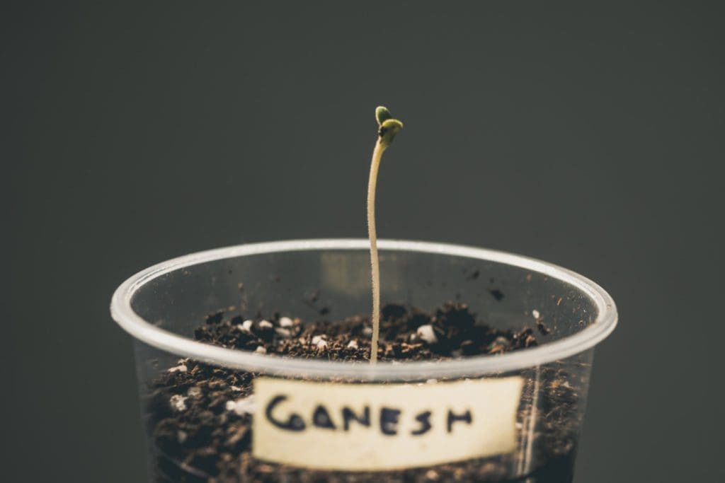 cannabis seedling elongated stem