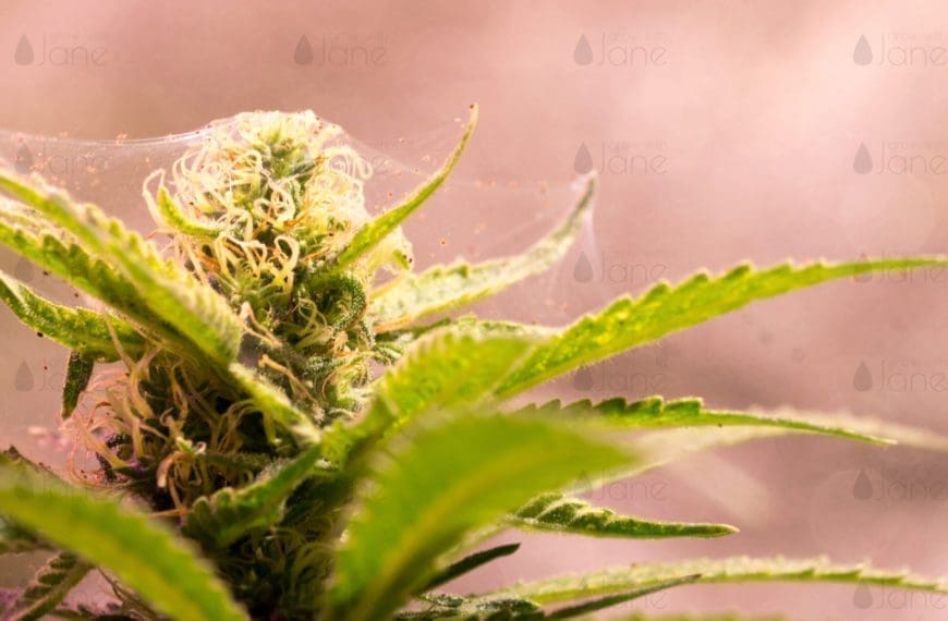 How to get rid of pest bugs on cannabis plants indoors