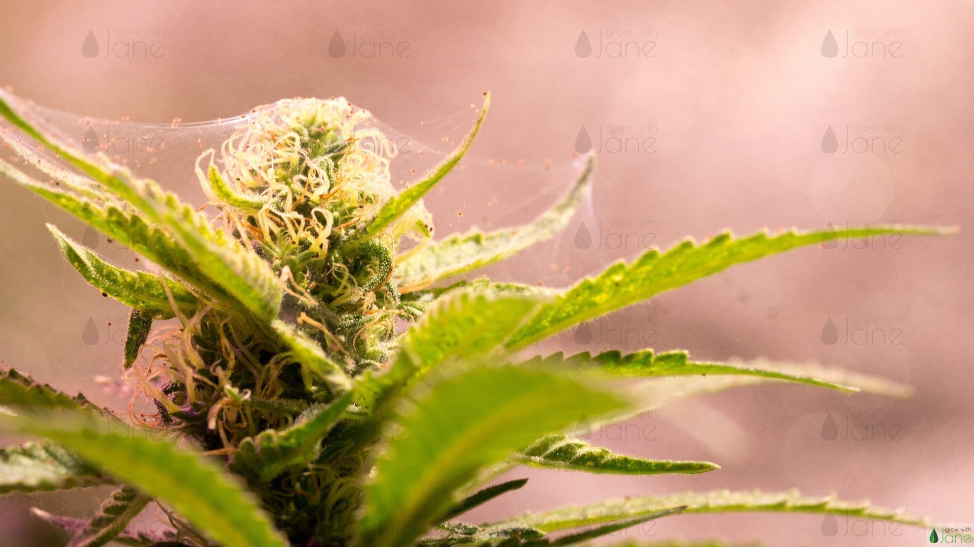 spider mites con cannabis grow with jane