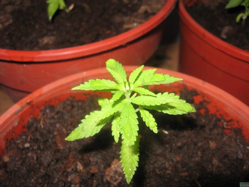 cannabis plant week 2 veg stage