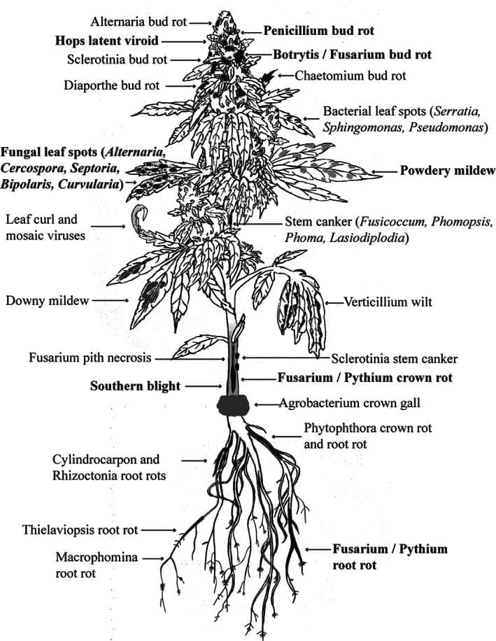 The emerging pathogens on cannabis and hemp plants.