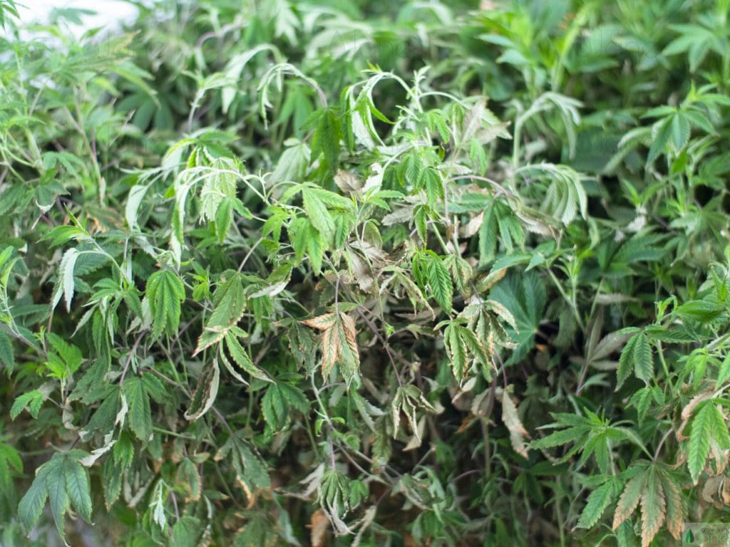 Cannabis plant suffering from root rot