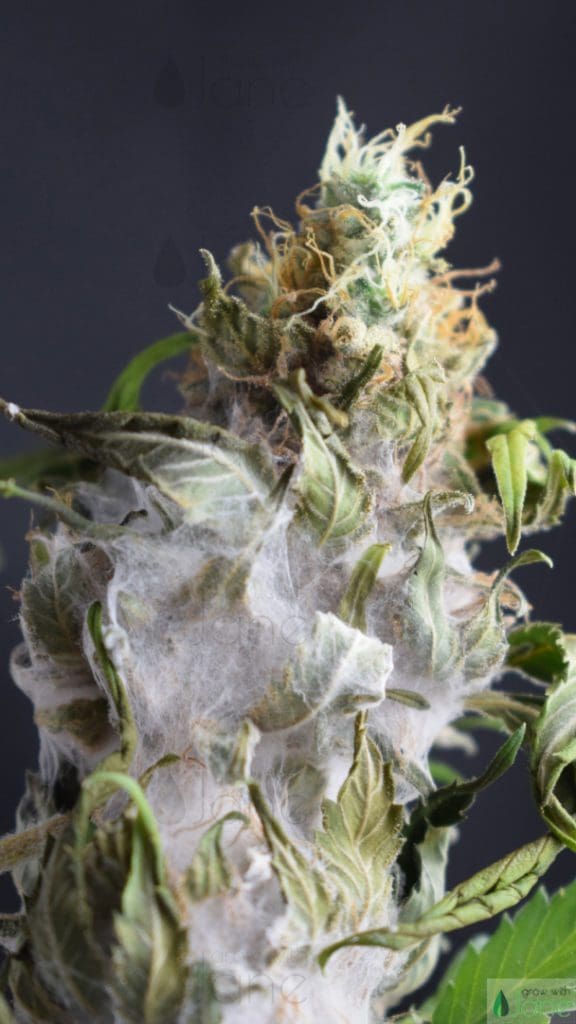 botrytis cinerea cannabis bud