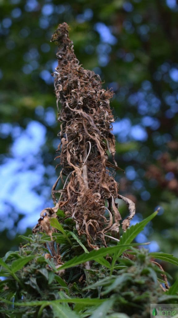 cannabis flower botrytis bud rot
