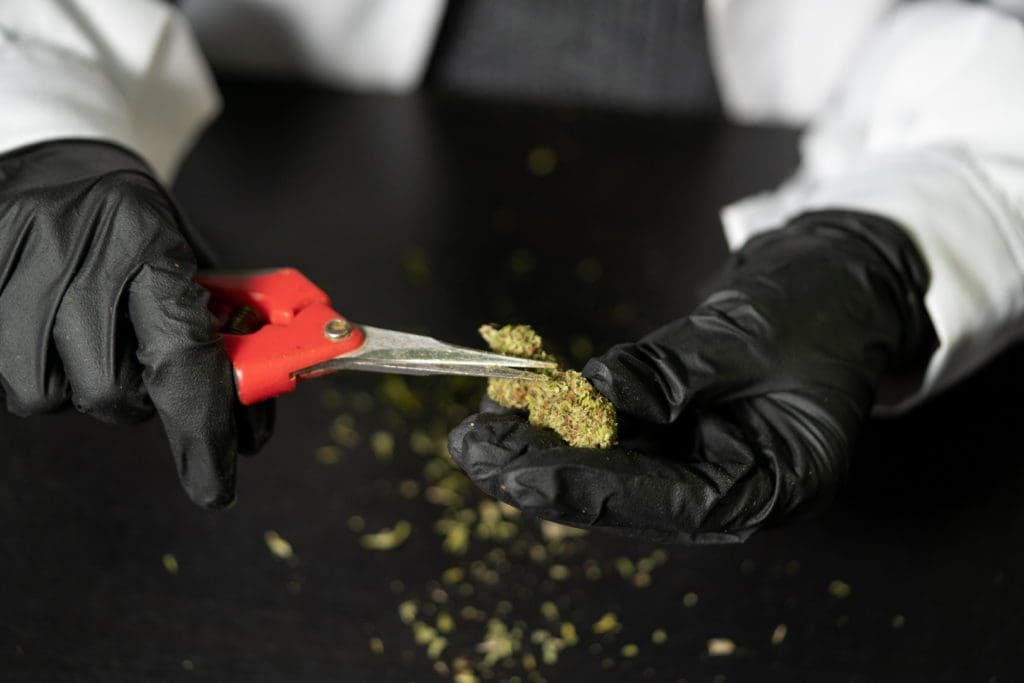 gloves trimming cannabis fungi
