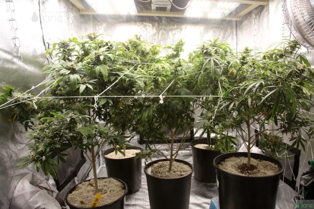 Cannabis plants with good ventilation and clean environment