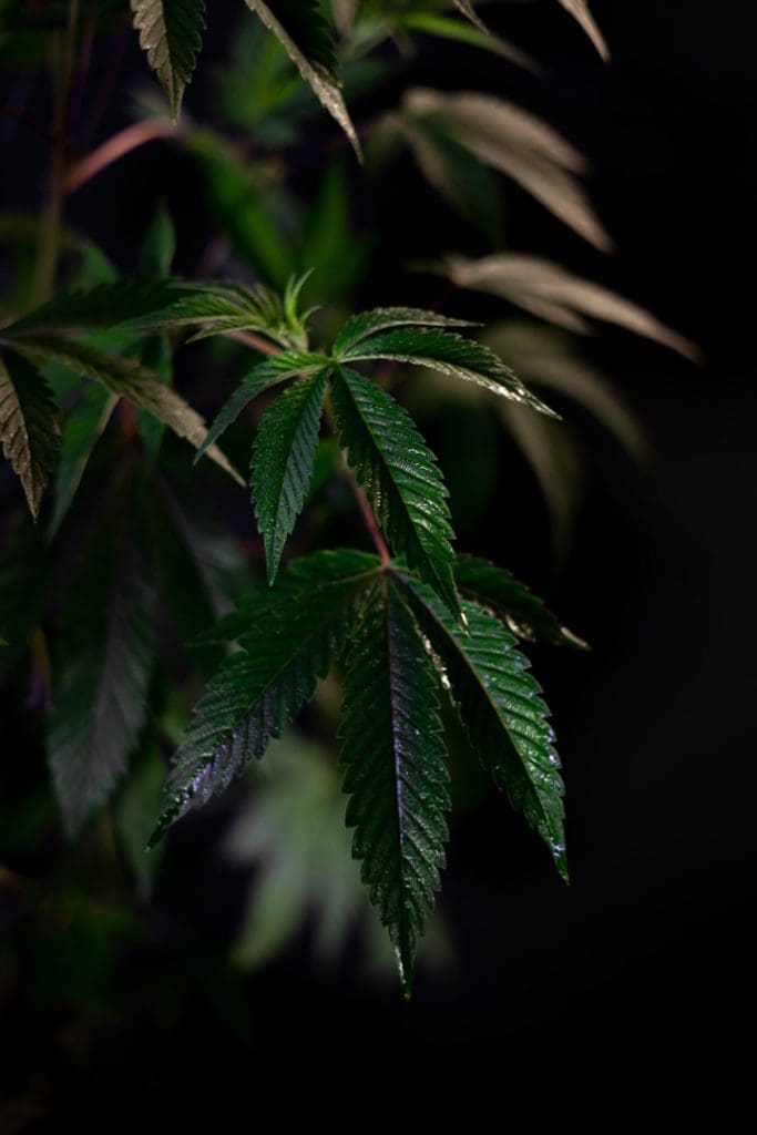 cannabis plant foliar application preventive fungi