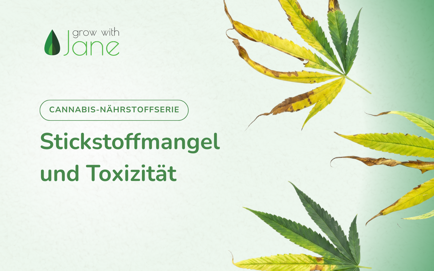 Stickstoffmangel und Toxizitt  Leitfaden zum Cannabisanbau