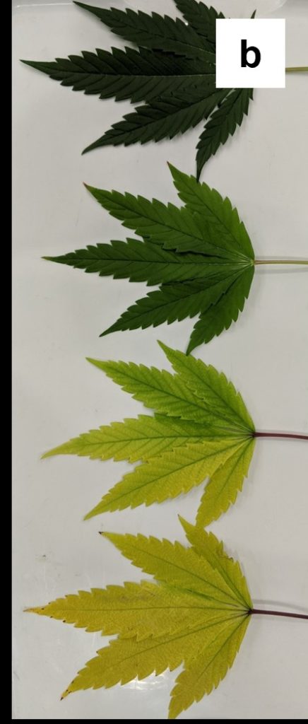 Figure 2. (b) nitrogen deficiency progressing on fan leaves from mild (top) to severe (bottom) by week four. (Llewellyn, D. 2023) - grow with jane blog