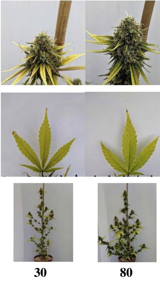 Nitrogen concentration 30-80 mg/L  (low N) - Plants show signs of N deficiency. (Bernstein, 2021)