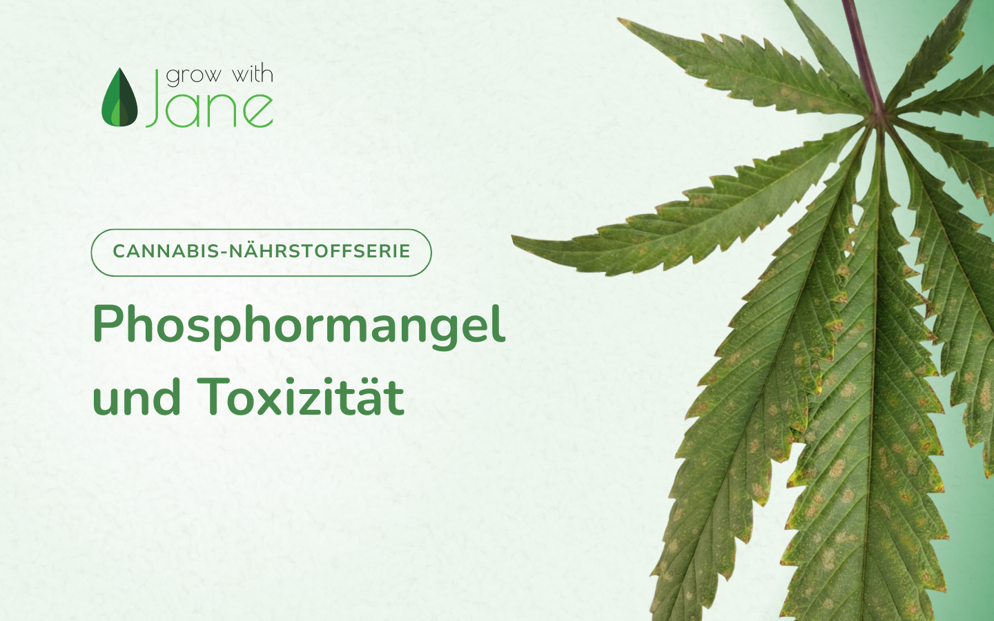 Phosphormangel und Toxizitt - Cannabis-Anbauanleitung