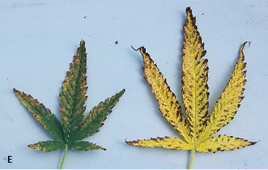 cannabis potassium deficiency yellow leaf